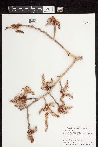 Populus tremuloides image