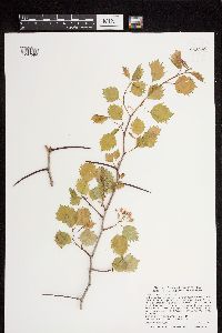 Crataegus macrosperma image