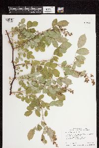 Rosa multiflora image
