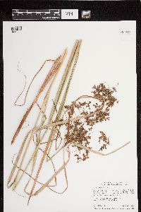 Scirpus atrocinctus image