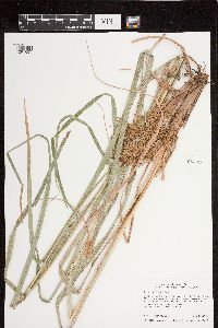 Scirpus pedicellatus image