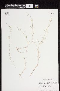 Stellaria longifolia image