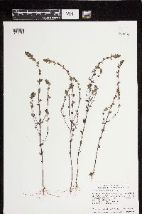Image of Euphrasia stricta