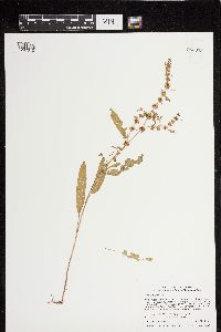Rumex fueginus image