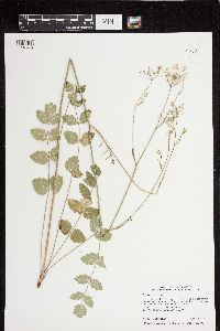 Pimpinella saxifraga image