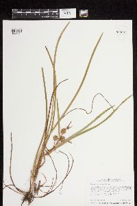 Sparganium emersum image