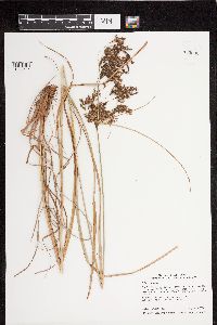 Scirpus atrocinctus image