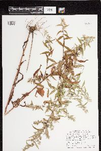 Symphyotrichum lateriflorum image