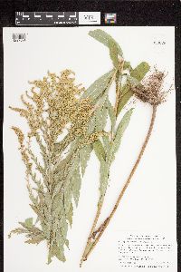 Solidago canadensis var. hargeri image