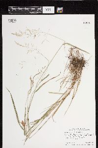 Agrostis perennans image