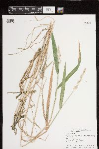 Phalaris arundinacea image