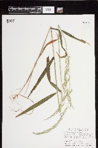 Cinna latifolia image