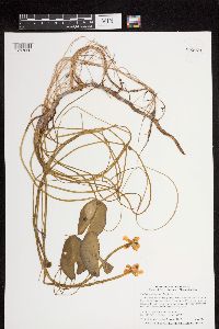 Nuphar microphylla image