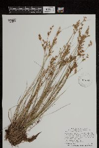 Juncus brevicaudatus image