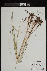 thumbnail image of current specimen