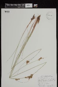 Juncus greenei image