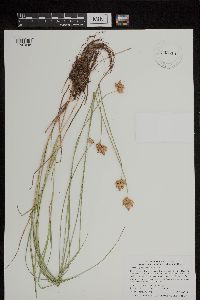 Carex scoparia image