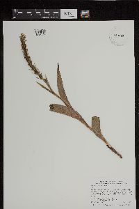 Media resource of Platanthera flava