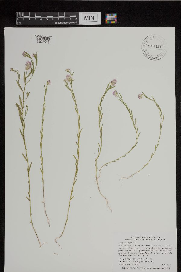 Polygala sanguinea image