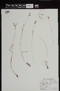 Luzula multiflora image