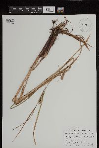 thumbnail image of current specimen