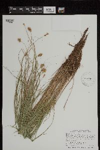 Carex bebbii image