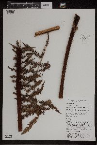 Thumbnail image of current specimen