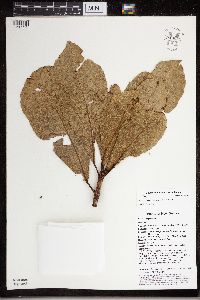 Thumbnail image of current specimen