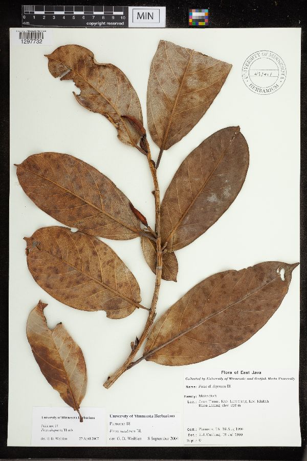 Ficus drupacea image