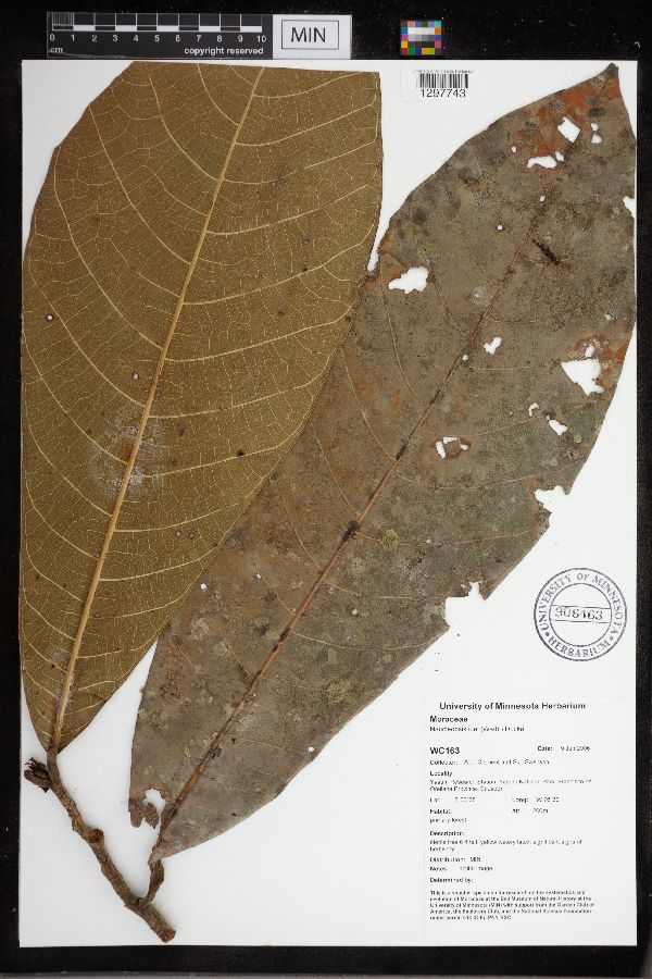 Naucleopsis ulei image