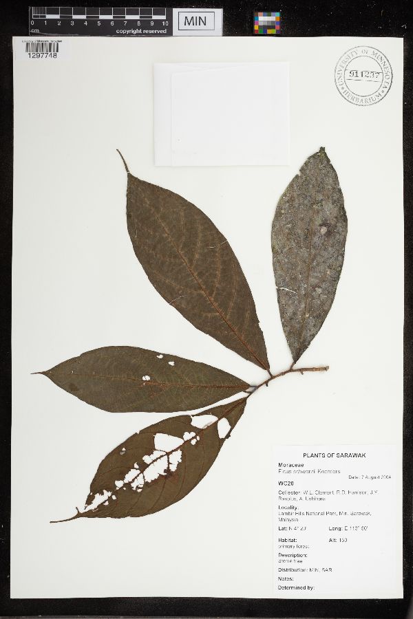 Ficus schwarzii image