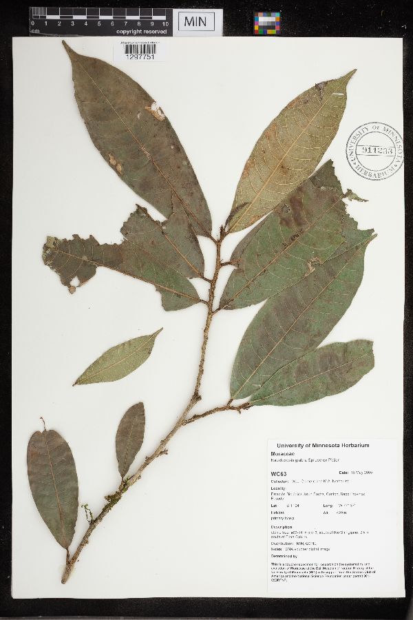 Naucleopsis glabra image