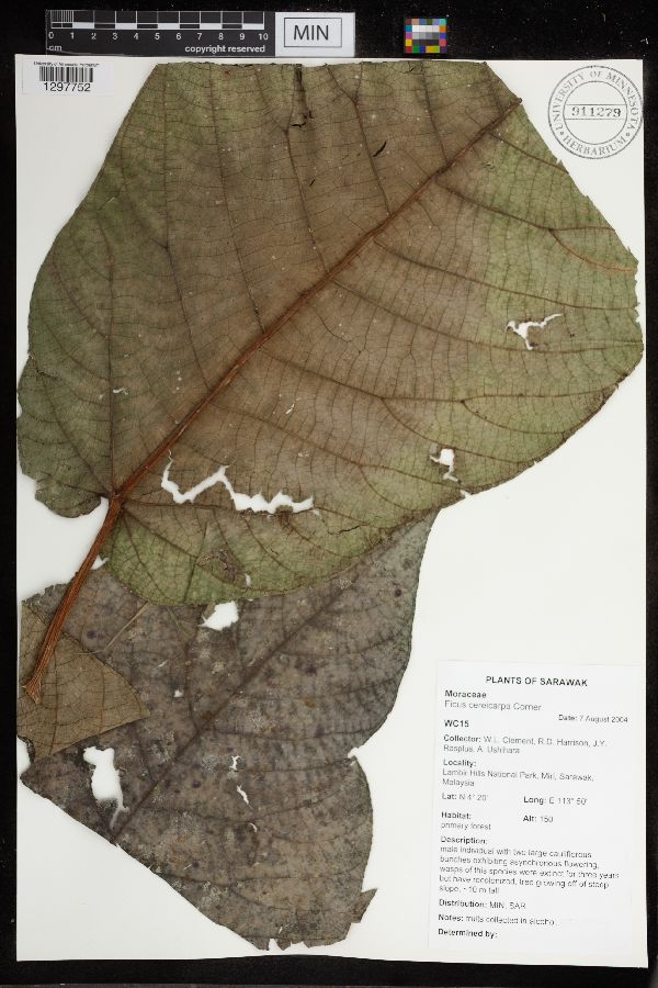 Ficus cereicarpa image