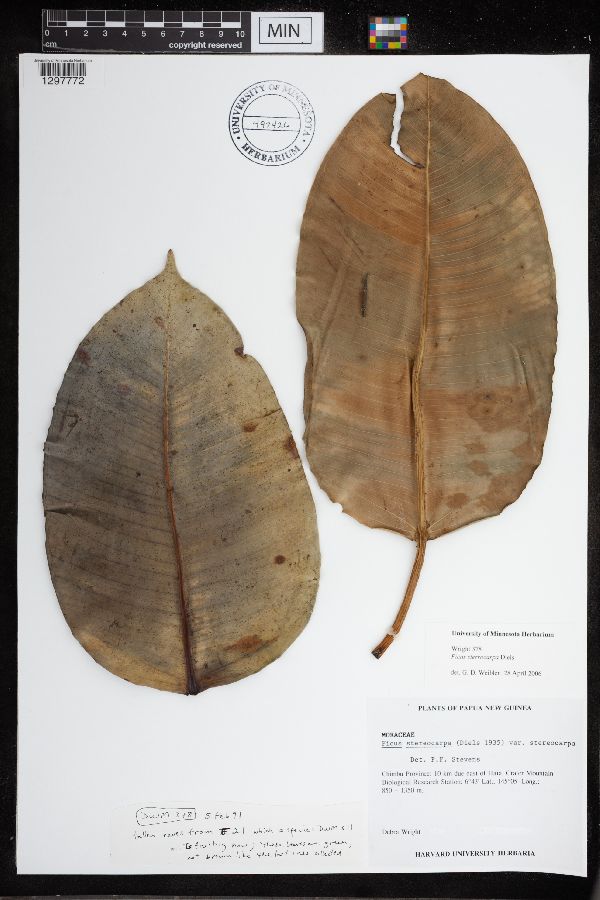Ficus sterrocarpa image