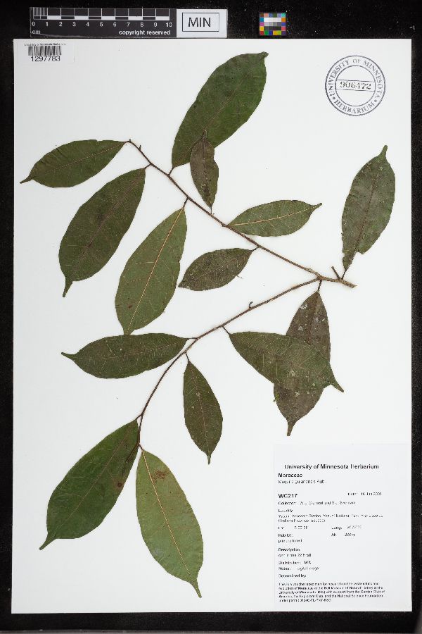 Maquira guianensis image