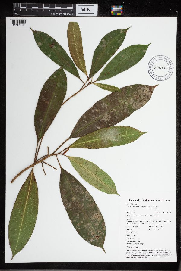 Ficus piresiana image
