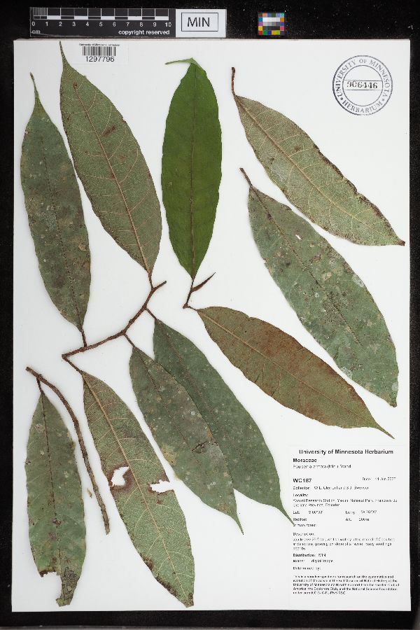 Poulsenia armata image