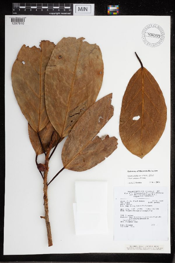 Ficus sundaica image