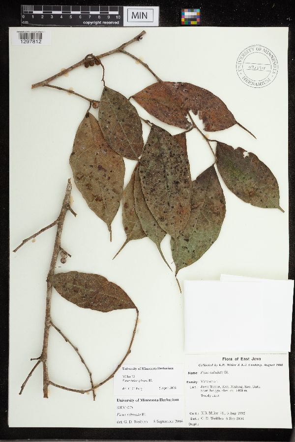 Ficus heteropleura image