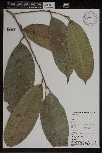 thumbnail image of current specimen