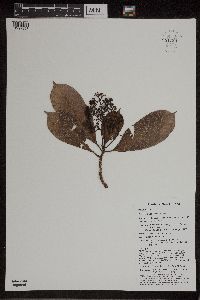 Thumbnail image of current specimen