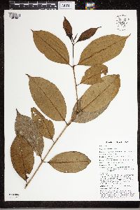 Chionanthus ramiflorus image