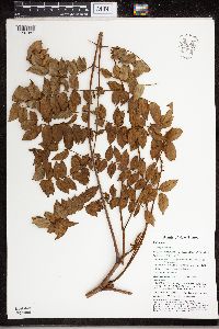 Caesalpinia crista image