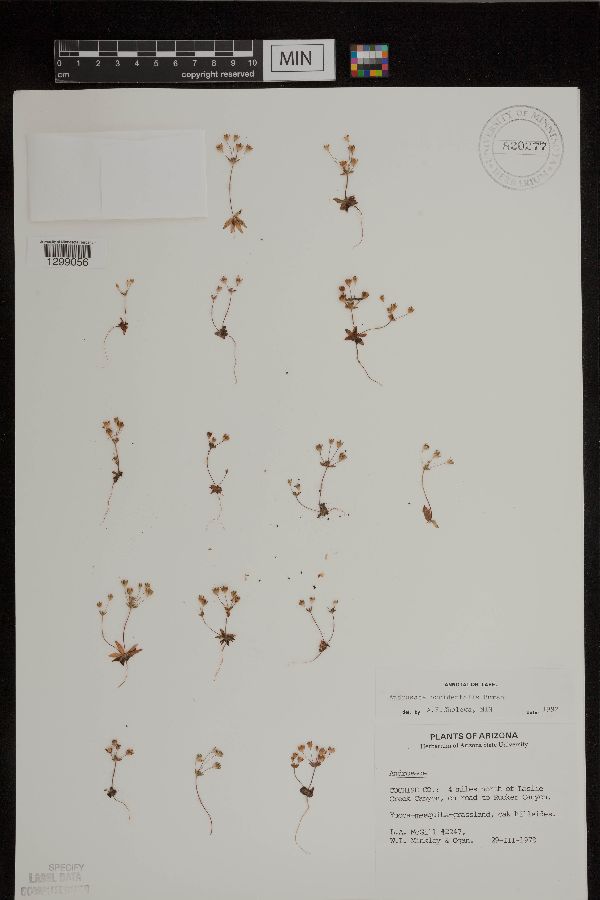Androsace occidentalis image