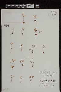 Media resource of Androsace occidentalis