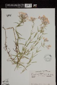 Phlox pilosa image