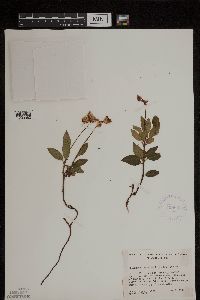 Media resource of Chimaphila menziesii