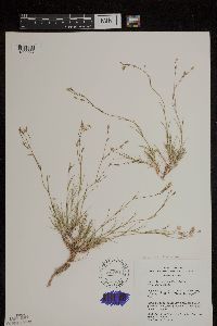 thumbnail image of current specimen