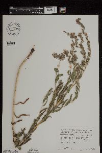 Onosmodium bejariense image
