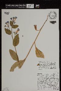 Mertensia virginica image